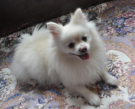 如何判斷狗狗年齡 狗狗年齡判斷方法大全1