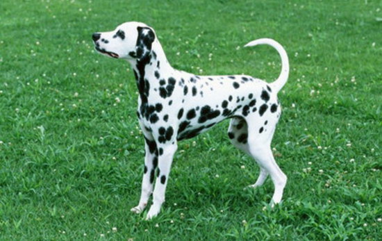 斑點(diǎn)狗怎么養(yǎng) 斑點(diǎn)狗飼養(yǎng)注意事項(xiàng)1