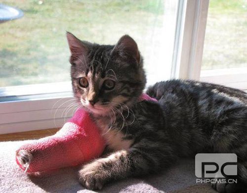 貓咪骨折怎么辦 貓咪骨折表現(xiàn)