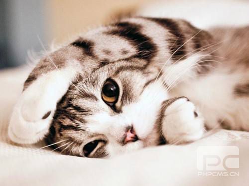 貓咪多少度算發(fā)燒 貓咪發(fā)燒處理方法