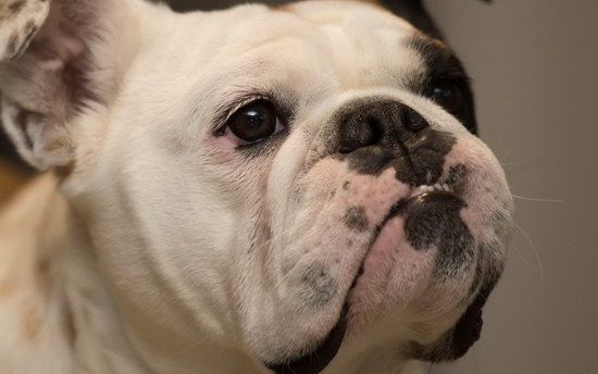 斗牛犬怎么養(yǎng) 斗牛犬飼養(yǎng)方法1