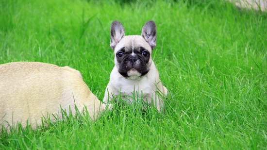 斗牛犬怎么養(yǎng) 斗牛犬飼養(yǎng)方法2