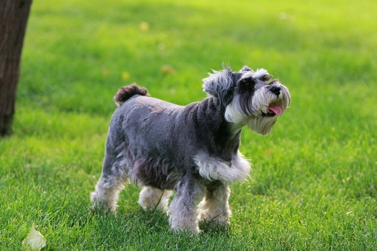 雪納瑞怎么養(yǎng) 雪納瑞飼養(yǎng)方法及注意事項1