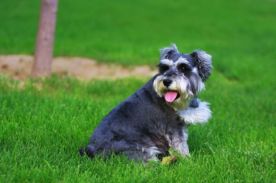 雪納瑞怎么養(yǎng) 雪納瑞飼養(yǎng)方法及注意事項3