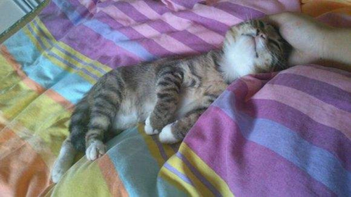 貓咪抽搐怎么回事 貓咪睡覺抽搐原因介紹