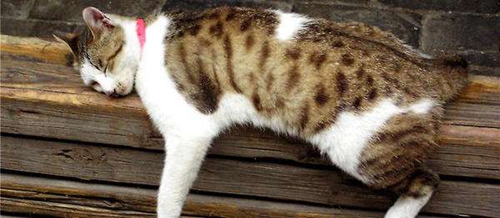 貓咪抽搐怎么回事 貓咪睡覺抽搐原因介紹