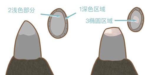 怎么幫狗狗剪指甲 給狗狗剪指甲方法5