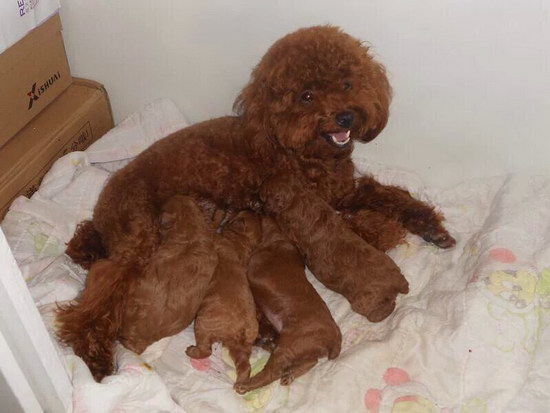 狗狗什么時(shí)候打疫苗 狗狗幾個(gè)月打疫苗好1