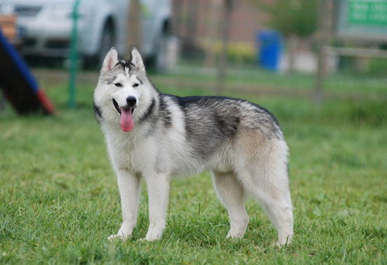 哈士奇吃什么狗糧好 哈士奇吃什么2