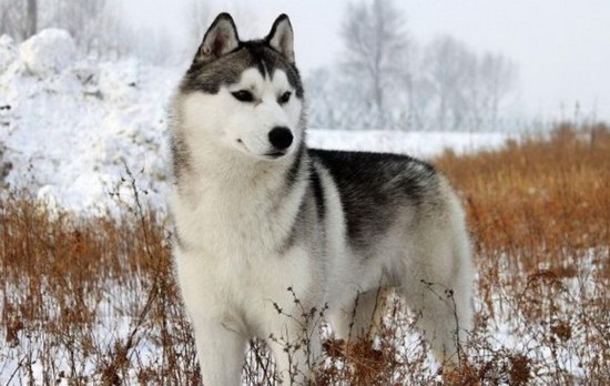 哈士奇吃什么狗糧好 哈士奇吃什么1