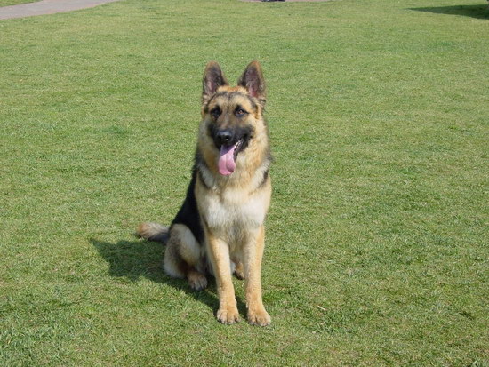 德國牧羊犬吃什么好 德牧喂養(yǎng)飲食注意事項(xiàng)1