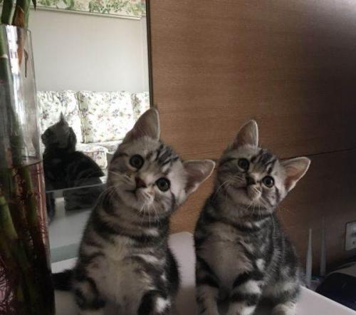 如何治療弓體蟲(chóng)病 弓體蟲(chóng)病預(yù)防方法