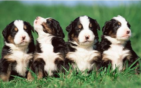 幼犬怎么吃狗糧 一兩個(gè)月的幼犬怎么喂養(yǎng)手冊(cè)1