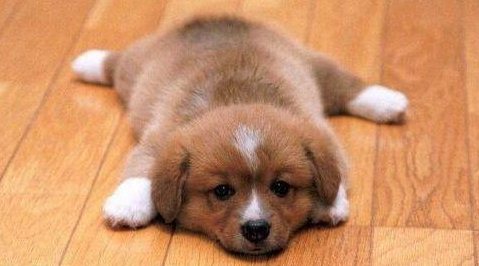 幼犬怎么吃狗糧 一兩個(gè)月的幼犬怎么喂養(yǎng)手冊(cè)2