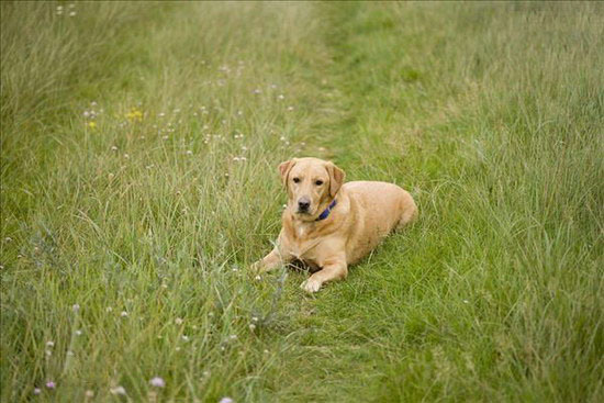 拉布拉多怎么護(hù)理 拉布拉多照顧方法