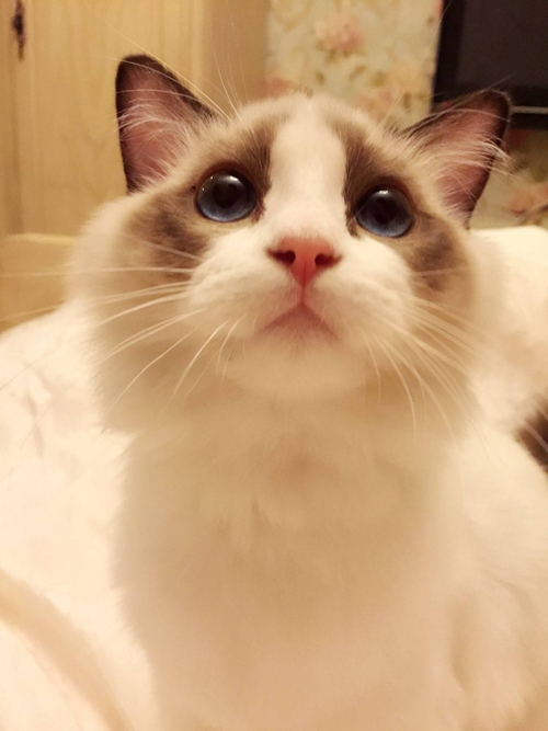 布偶貓遺傳病有哪些 布偶貓遺傳病治療方法