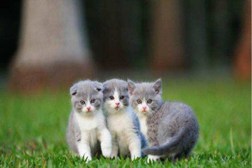 折耳貓?jiān)趺捶敝?折耳貓繁殖注意事項(xiàng)