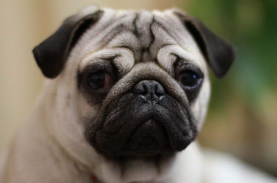 狗狗太胖了怎么辦 狗狗減肥計(jì)劃2