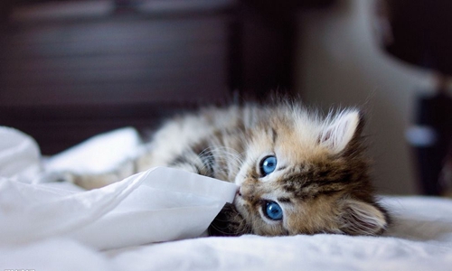 貓咪假孕是怎么回事 貓咪假孕癥狀