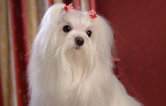 馬爾濟斯犬怎么養(yǎng) 馬爾濟斯犬飼養(yǎng)方法及注意事項