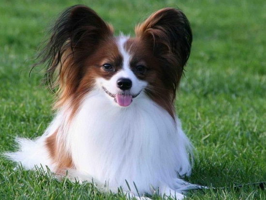 蝴蝶犬幼犬怎么養(yǎng) 蝴蝶犬飼養(yǎng)注意事項3