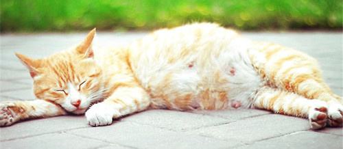 怎么照顧懷孕貓咪 貓咪懷孕照顧要點(diǎn)