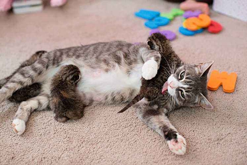 貓咪生產(chǎn)后吃什么 貓咪生產(chǎn)飲食整理