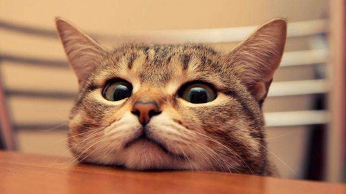 貓眼睛睜不開怎么辦 貓眼睛睜不開原因