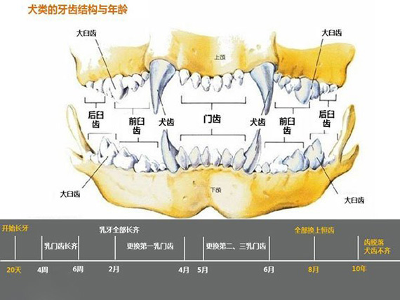 狗狗牙齒年齡圖解 狗狗年齡牙齒對照表1
