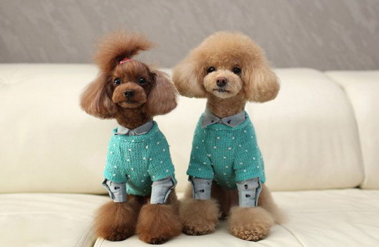 貴賓犬怎么剪指甲 貴賓犬修剪指甲方法0