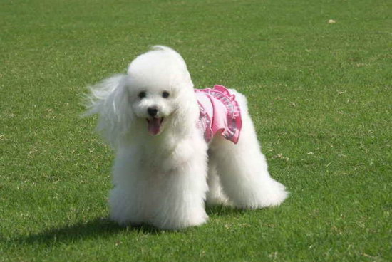 貴賓犬怎么養(yǎng) 貴賓犬飼養(yǎng)方法1