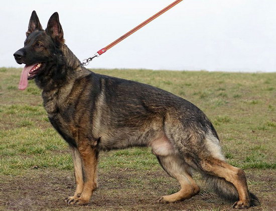 德牧怎么洗澡 德國牧羊犬洗澡方法及注意事項11