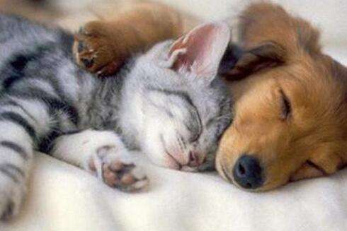 貓咪中暑有哪些癥狀 貓咪中暑癥狀