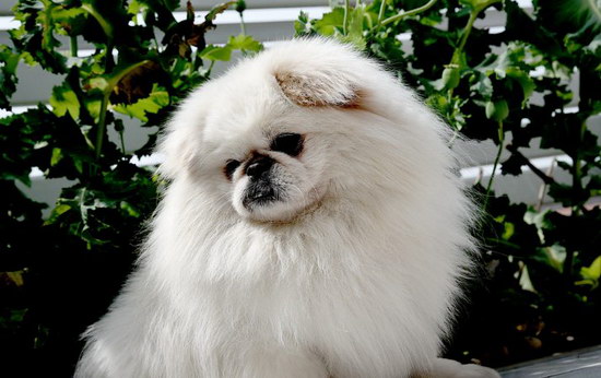 京巴狗怎么養(yǎng) 京巴犬飼養(yǎng)護理方法2