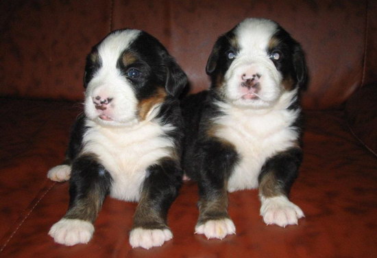 伯恩山犬怎么養(yǎng)健康 伯恩山犬飼養(yǎng)方法1