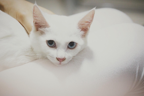 貓咪身上有跳蚤怎么辦 貓咪跳蚤去除技巧