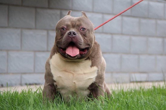 美國惡霸犬怎么養(yǎng) 美國惡霸犬喂養(yǎng)方法1