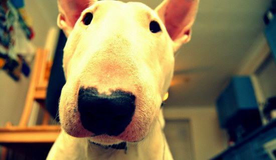 牛頭梗怎么養(yǎng) 牛頭梗喂養(yǎng)方法1