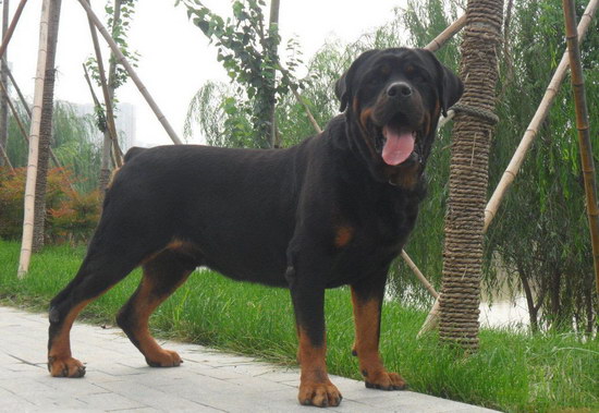 羅威納犬怎么養(yǎng) 羅威納犬飼養(yǎng)方法1