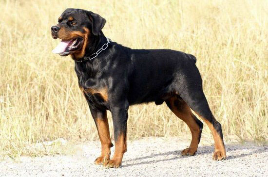 羅威納犬怎么養(yǎng) 羅威納犬飼養(yǎng)方法