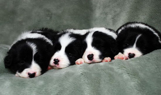 邊境牧羊犬怎么養(yǎng) 邊境牧羊犬飼養(yǎng)方法1