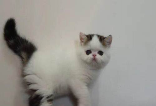 怎樣判斷加菲貓懷孕 加菲貓懷孕特征