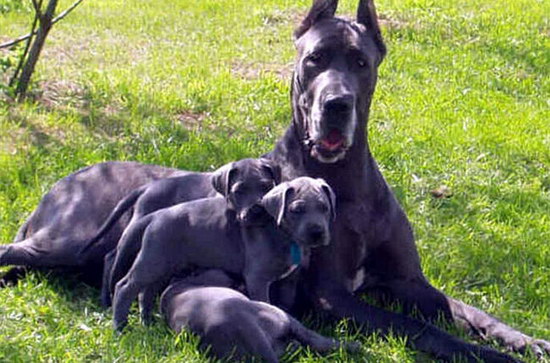 大丹犬怎么養(yǎng) 大丹犬飼養(yǎng)方法及注意事項3