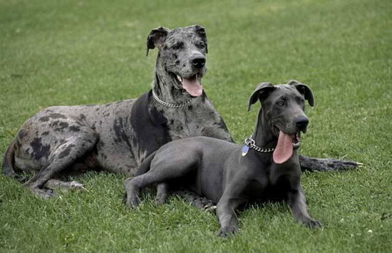 大丹犬怎么養(yǎng) 大丹犬飼養(yǎng)方法及注意事項2