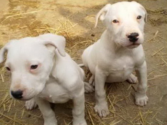 杜高犬怎么養(yǎng) 杜高犬喂養(yǎng)注意事項(xiàng)1