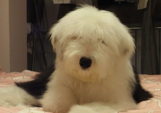 古代牧羊犬怎么養(yǎng)健康 純種古代牧羊犬飼養(yǎng)方法1