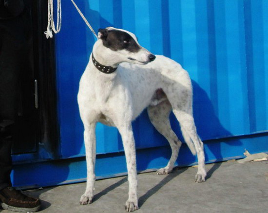 格力犬怎么養(yǎng) 格力犬飼養(yǎng)方法及注意事項1