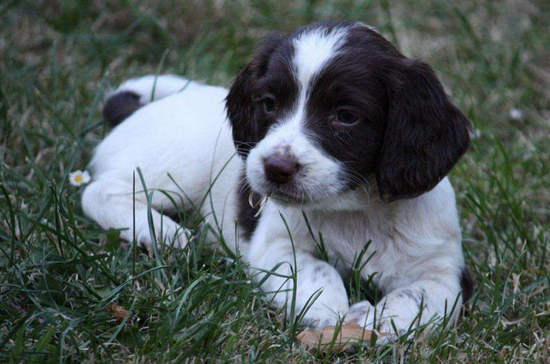 史賓格犬怎么養(yǎng) 英國史賓格犬飼養(yǎng)方法及注意事項(xiàng)2