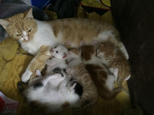 貓咪產(chǎn)后吃什么最好 貓咪產(chǎn)后飲食推薦