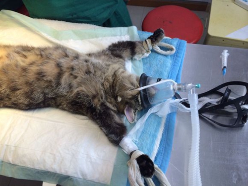 貓咪為什么要絕育 貓咪絕育的好處